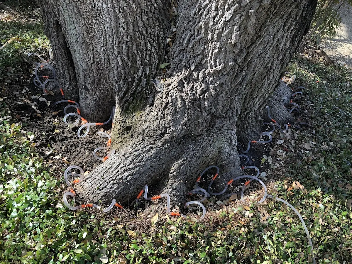 Detailed Tree Cabling and Bracing job site in Gamerco