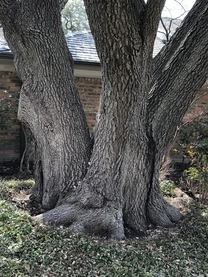 Mature heritage tree close to a Gamerco property cared for by certified arborists